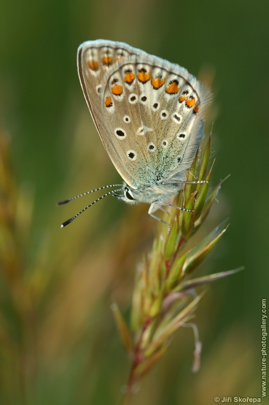 Polyommatus icarus, modrásek jehlicový, samec