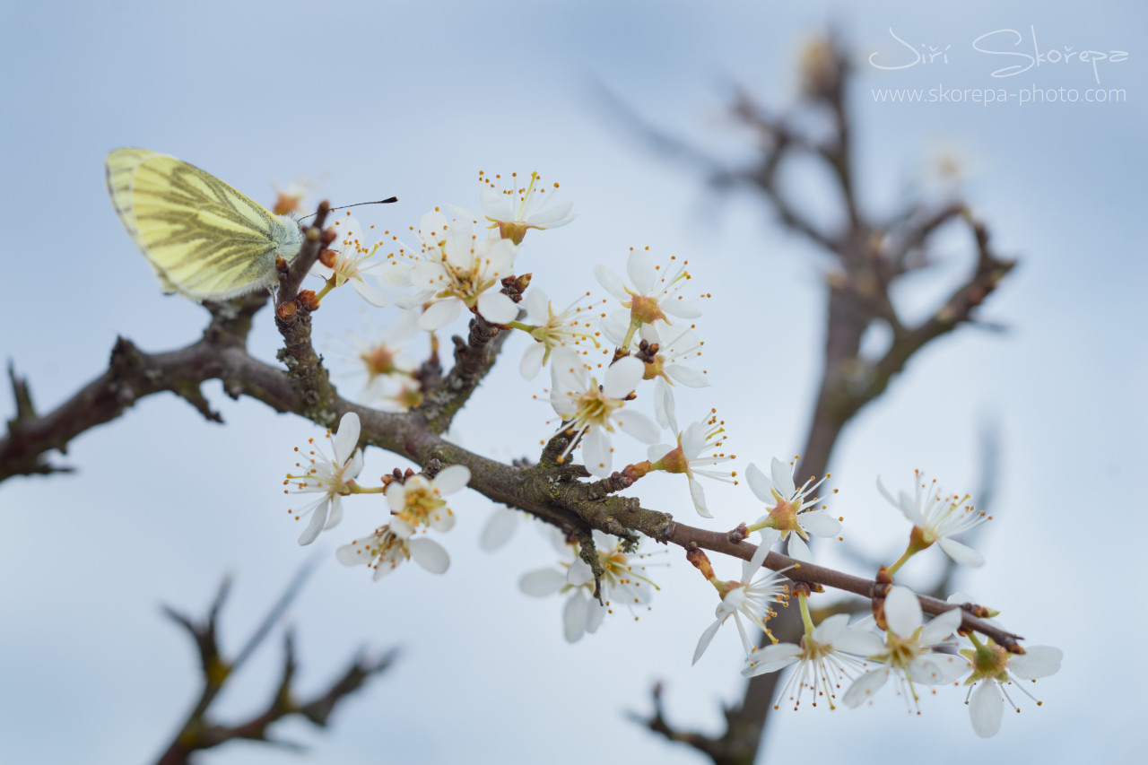 Prunus spinosa, slivoň trnka – Sedlec, Pálava