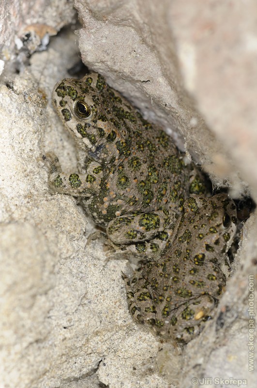 Pseudepidalea viridis, ropucha zelená - Milovice, CHKO Pálava