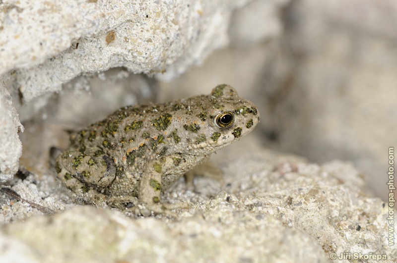 Pseudepidalea viridis, ropucha zelená - Milovice, CHKO Pálava