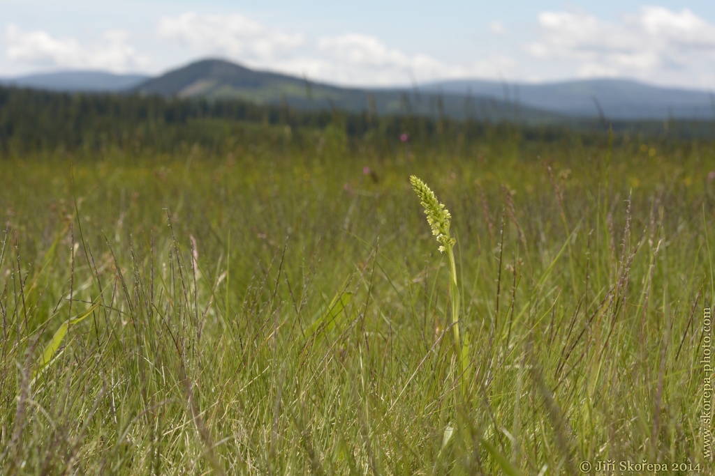 Pseudorchis albida, běloprstka bělavá - Zhůří, NP Šumava