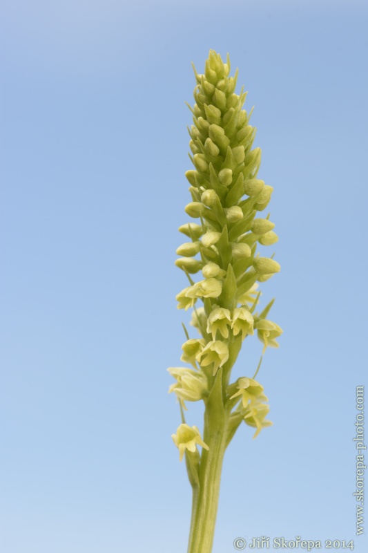 Pseudorchis albida, běloprstka bělavá - Zhůří, NP Šumava