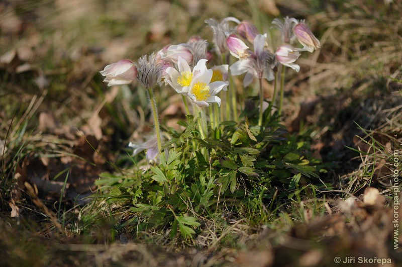 Pulsatilla vernalis, koniklec jarní - PP Kozí vršek u Vlkova, CHKO Třeboňsko