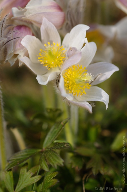 Pulsatilla vernalis, koniklec jarní - PP Kozí vršek u Vlkova, CHKO Třeboňsko