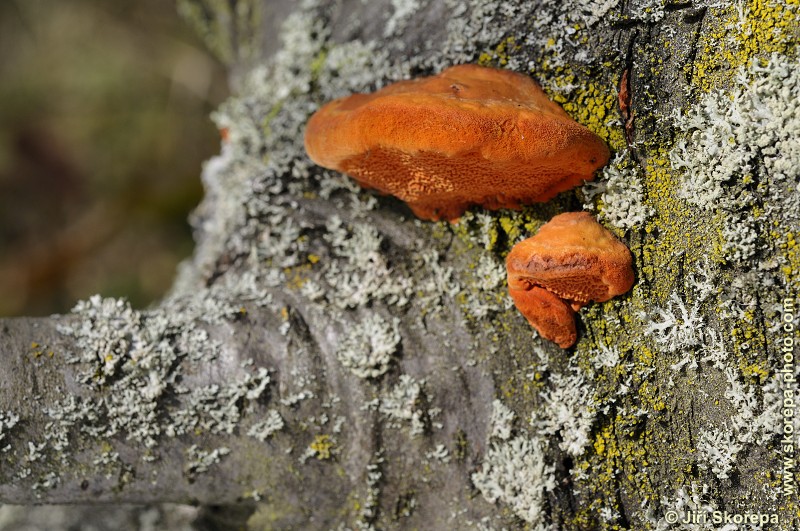 Pycnoporus cinnabarinus, outkovka rumělková - PR Kladrubská hora, Táborsko