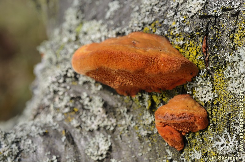 Pycnoporus cinnabarinus, outkovka rumělková - PR Kladrubská hora, Táborsko