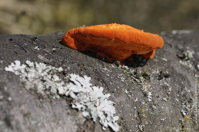 Pycnoporus cinnabarinus, outkovka rumělková - PR Kladrubská hora, Táborsko