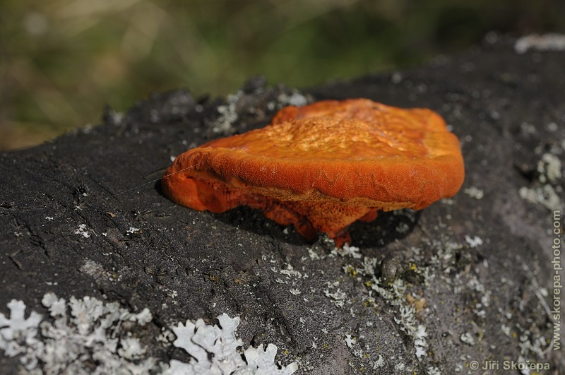 Pycnoporus cinnabarinus, outkovka rumělková - PR Kladrubská hora, Táborsko