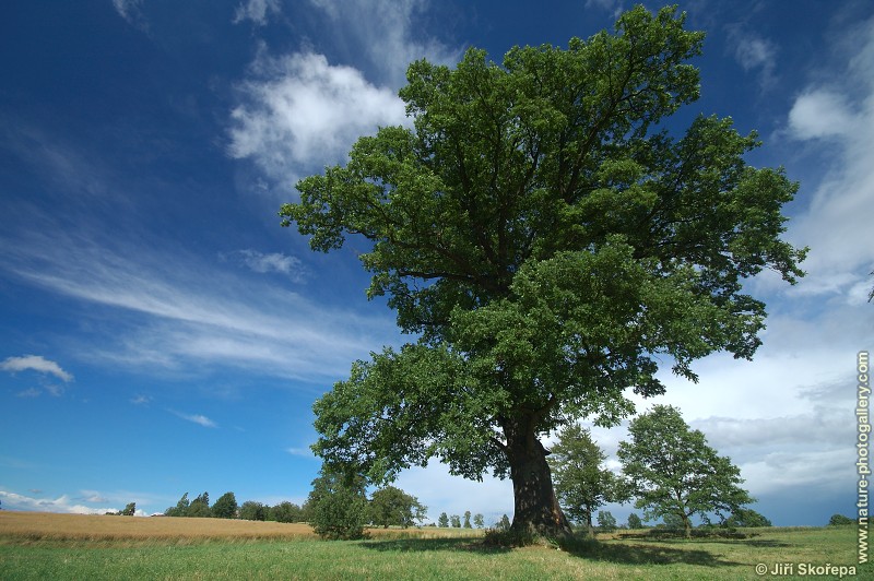 Quercus robur, dub letní, Korákov, Vltavotýnsko