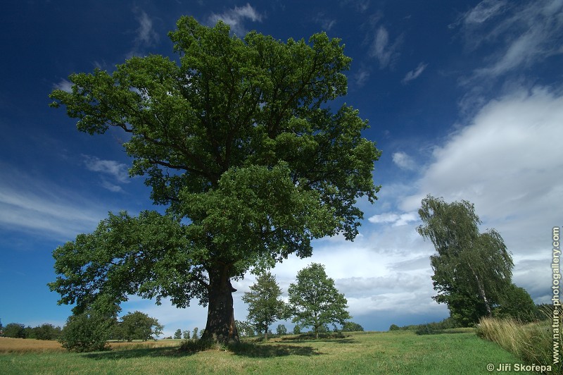 Quercus robur, dub letní, Korákov, Vltavotýnsko