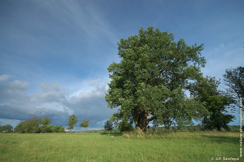 Quercus robur, dub letní, Turovec, Táborsko