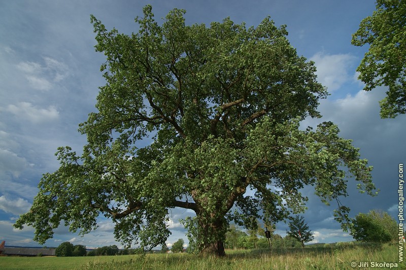 Quercus robur, dub letní, Turovec, Táborsko