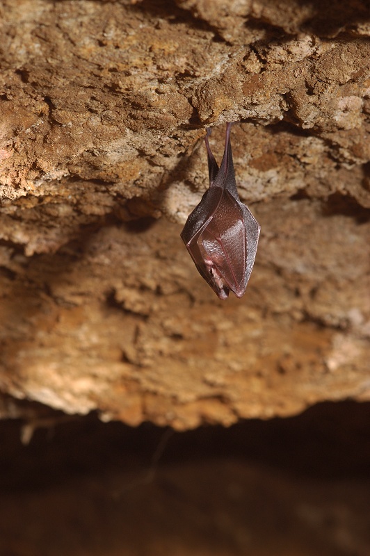 Rhinolophus hipposideros, vrápenec malý