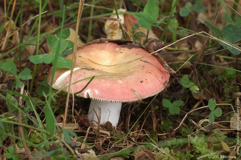 Russula decipiens, holubinka hájová