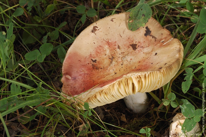 Russula decipiens, holubinka hájová