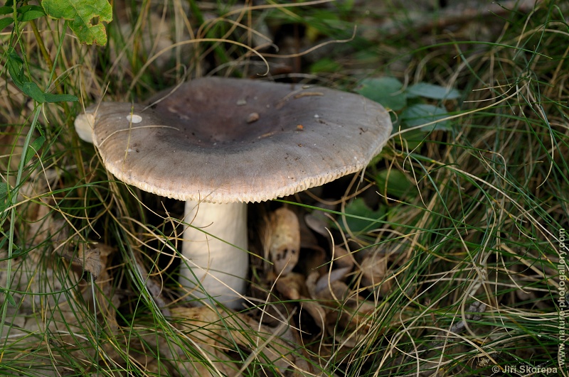 Russula vesca, holubinka mandlová