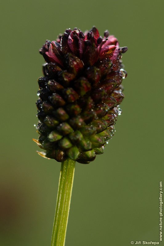 Sanguisorba officinalis, krvavec toten