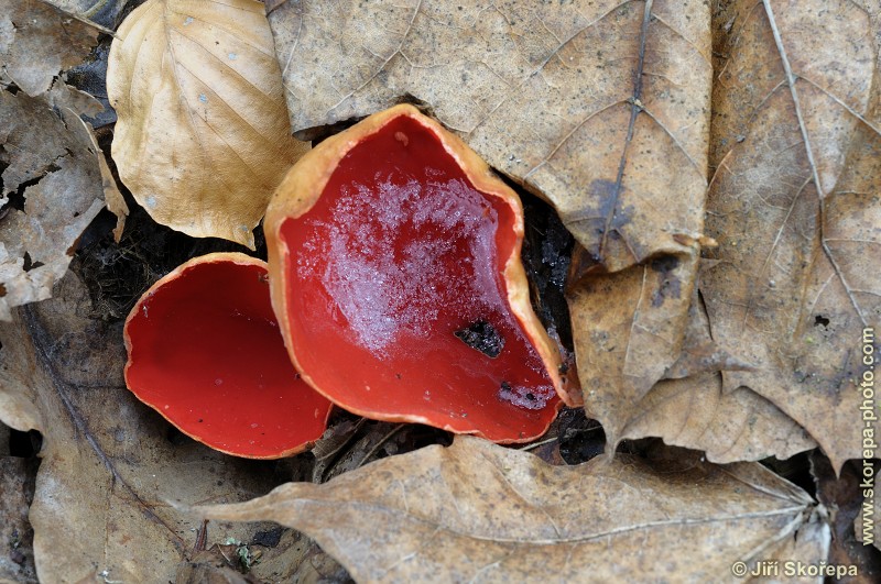 Sarcoscypha jurana, ohnivec jurský - Příběnice, Táborsko