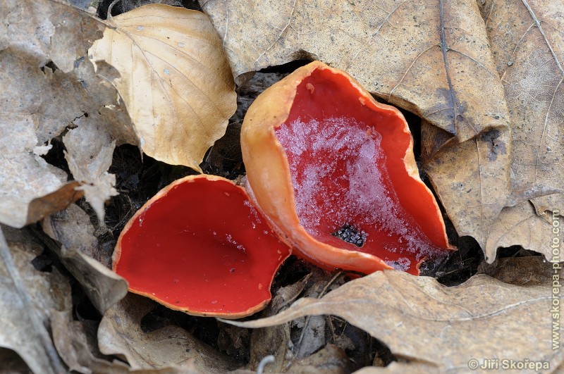 Sarcoscypha jurana, ohnivec jurský - Příběnice, Táborsko