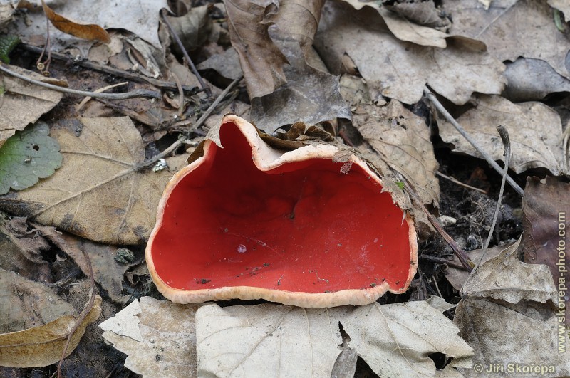 Sarcoscypha jurana, ohnivec jurský - Příběnice, Táborsko