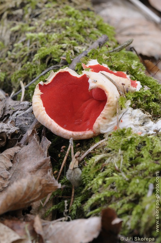 Sarcoscypha jurana, ohnivec jurský - Příběnice, Táborsko