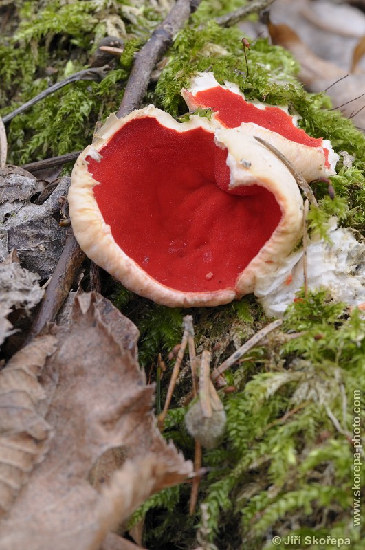 Sarcoscypha jurana, ohnivec jurský - Příběnice, Táborsko