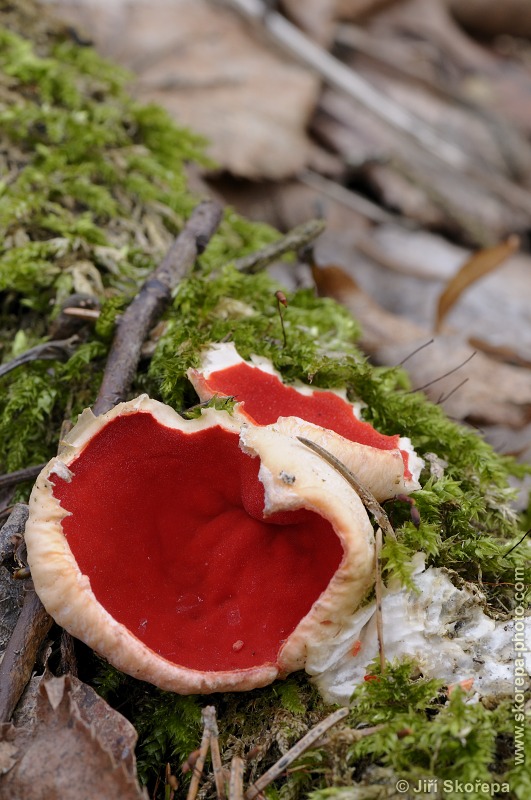 Sarcoscypha jurana, ohnivec jurský - Příběnice, Táborsko