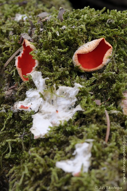 Sarcoscypha jurana, ohnivec jurský - Příběnice, Táborsko