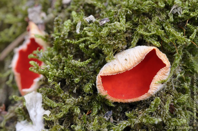 Sarcoscypha jurana, ohnivec jurský - Příběnice, Táborsko