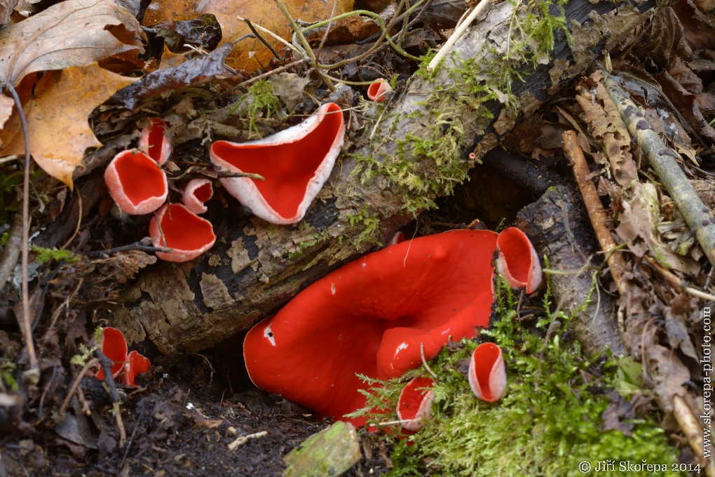 Sarcoscypha jurana, ohnivec jurský - Táborsko