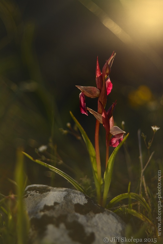 Serapia lingua, serapie - Helios 81N 50/2 - Gargáno, Italy