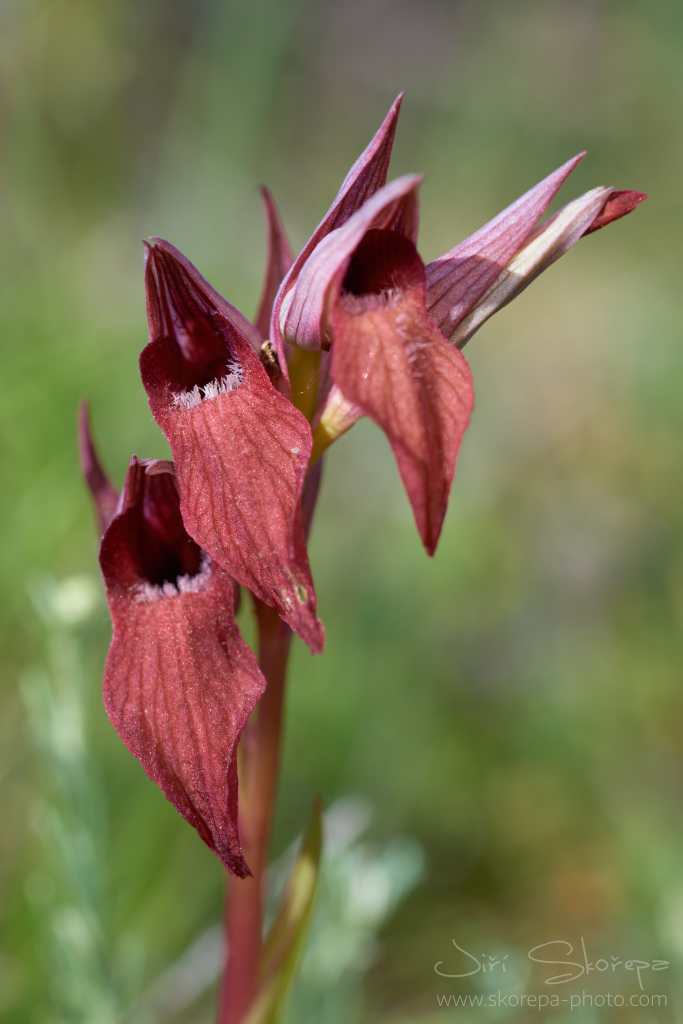 Serapias istriaca, serapie – Kamenjak, Premantura, Chorvatsko