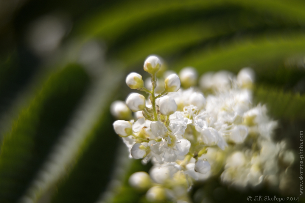 Sorbaria sorbifolia, tavolníkovec jeřábolistý - Táborsko