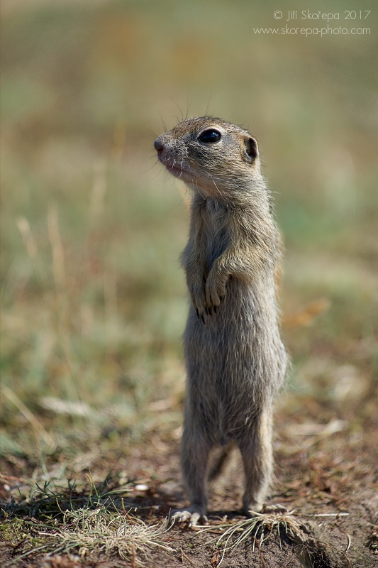 Spermophilus citellus, sysel obecný - NPP Radouč, Mladá Boleslav