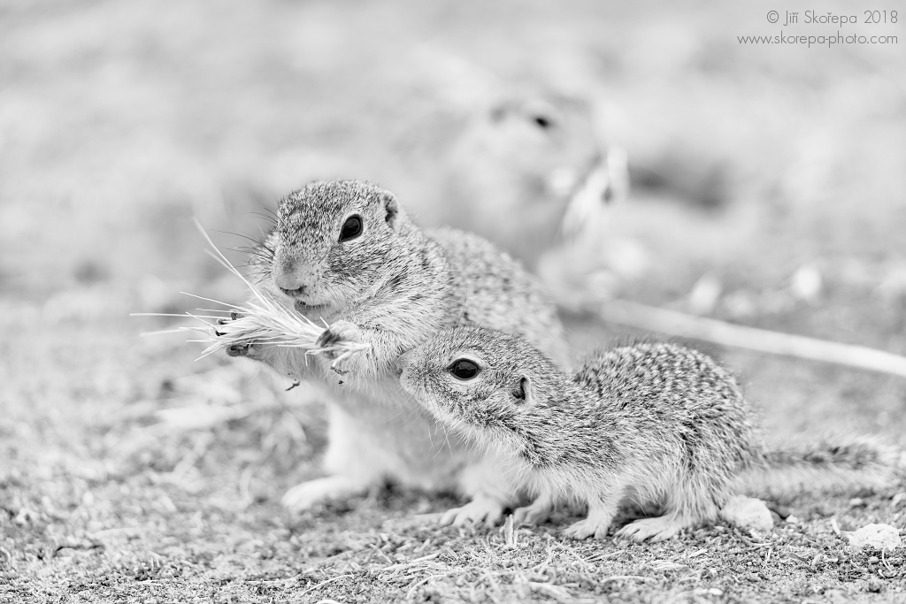 Spermophilus citellus, sysel obecný - NPP Radouč, Mladá Boleslav