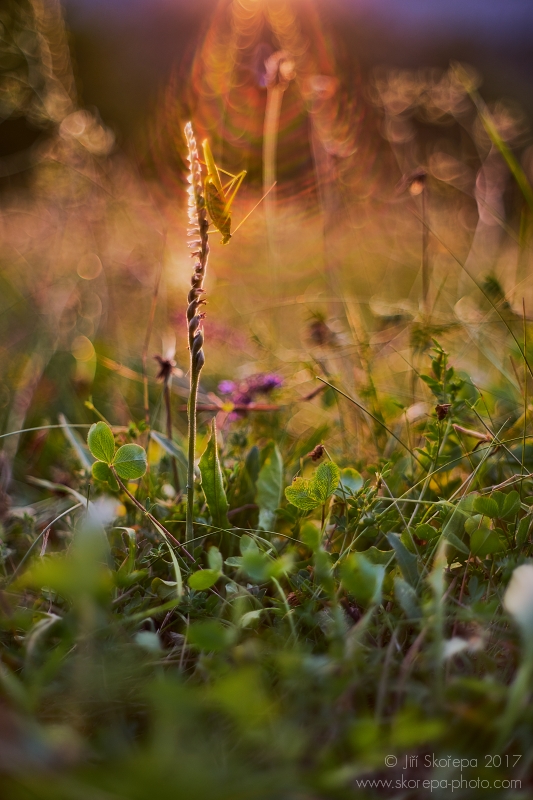 Spiranthes spiralis, švihlík krutiklas - NPP Švařec, Žďársko