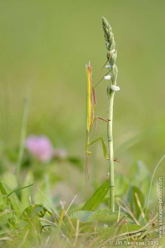 Spiranthes spiralis, švihlík krutiklas s kudlankou nábožnou (Mantis religiosa) - Švařec, Žďársko