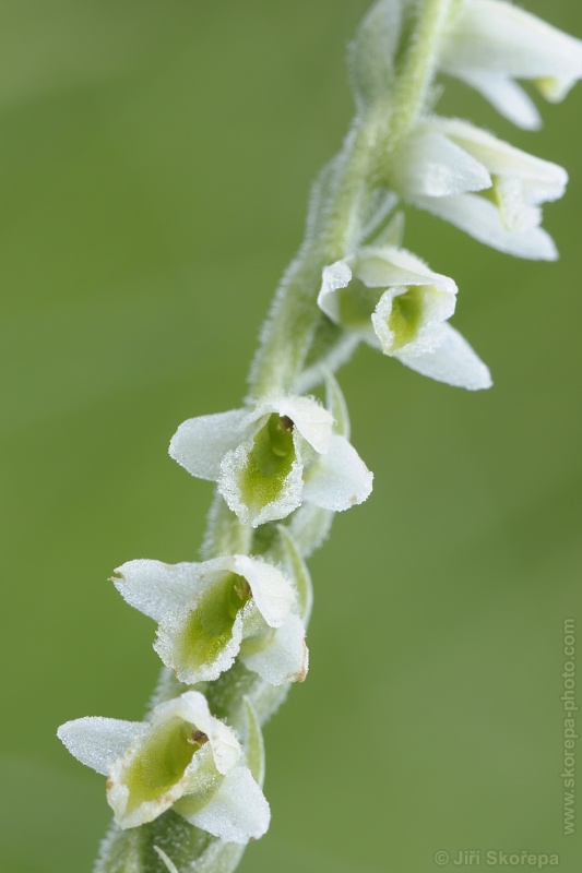 Spiranthes spiralis, švihlík krutiklas - Švařec, Žďársko