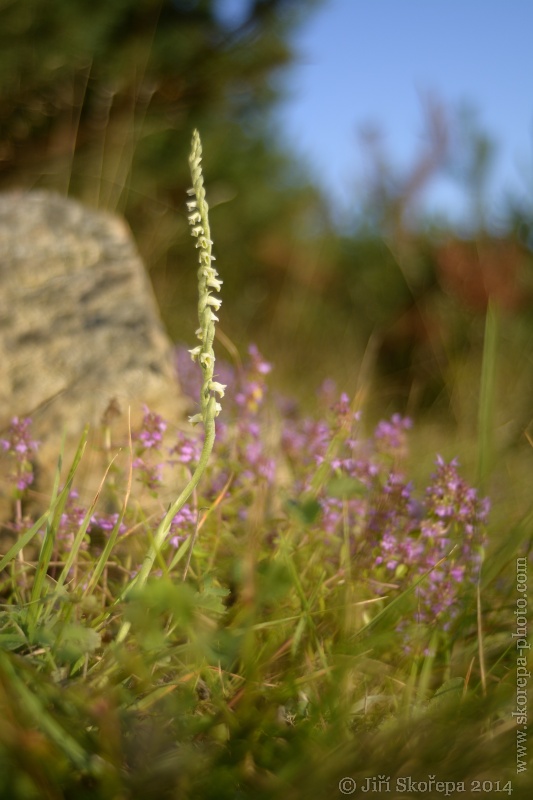 Spiranthes spiralis, švihlík krutiklas - Švařec, Žďársko