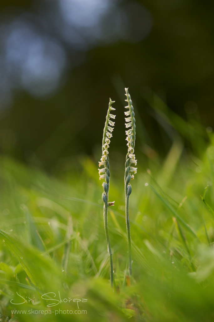 Spiranthes spiralis, švihlík krutiklas – Žďársko, Vysočina