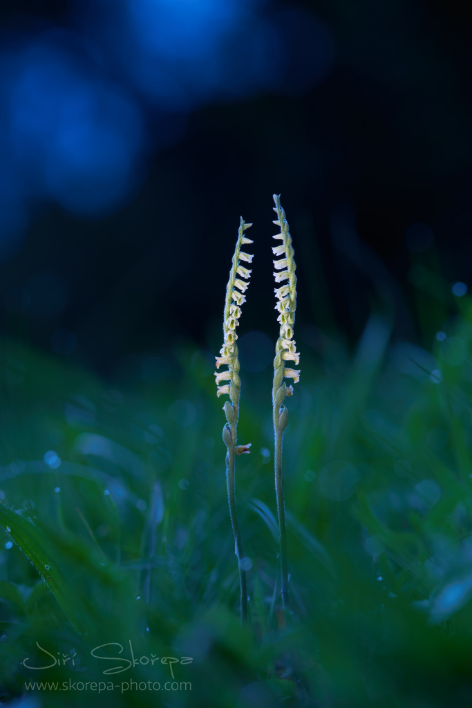 Spiranthes spiralis, švihlík krutiklas – Žďársko, Vysočina