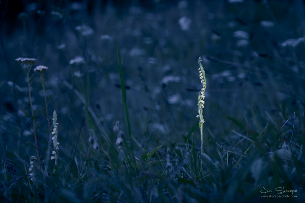 Spiranthes spiralis, švihlík krutiklas - Žďársko, Vysočina