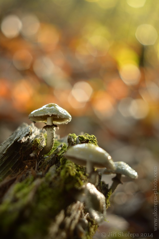 Stropharia aeruginosa, límcovka měděnková - Konopiště