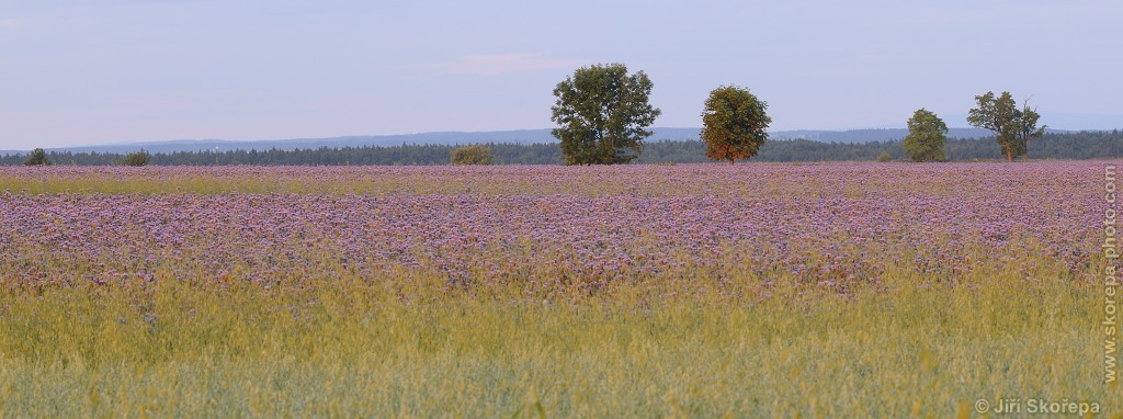 Svazenkové ráno u  Hlavatců, Táborsko