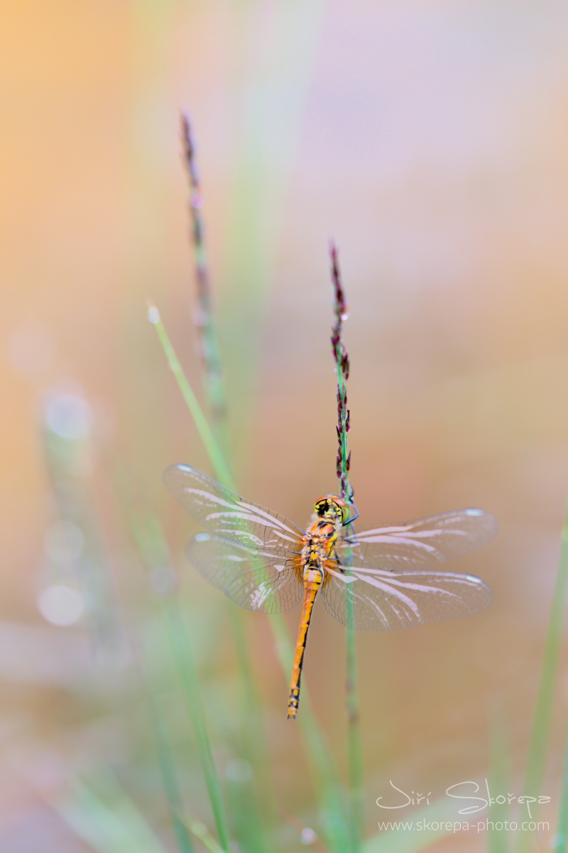 Sympetrum sanguineum, vážka rudá - Třeboňsko