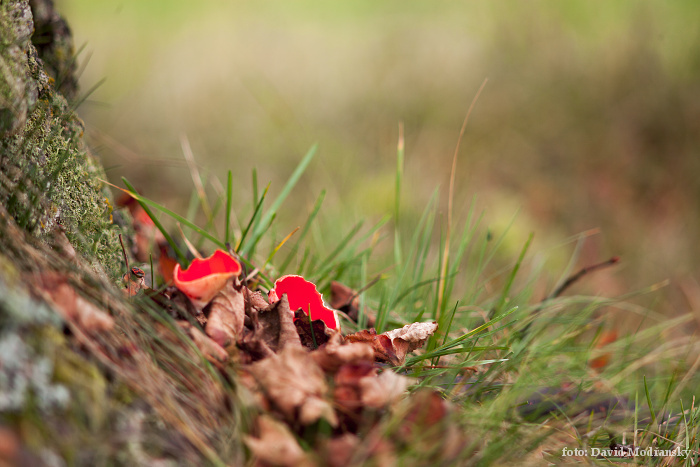 Takumar 200mm f 4