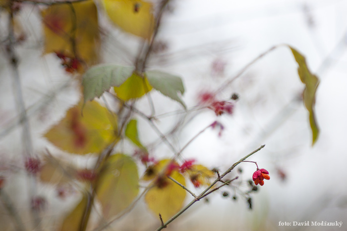 Takumar 85mm, f 1,9