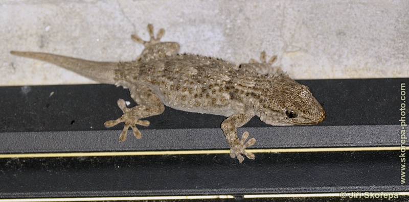 Tarentola mauritanica, gekon zední - Ivan Dolac, Hvar, Chorvatsko