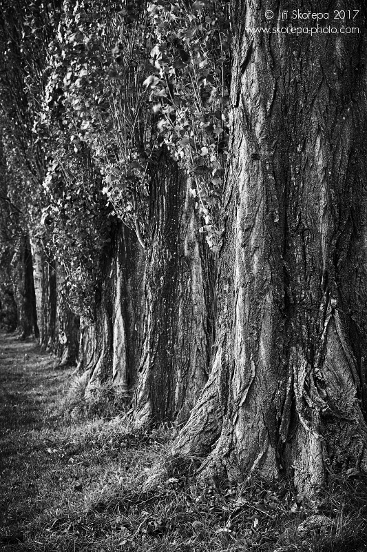 Topoly černé (populus nigra italica), břeh rybníka Stráž, 