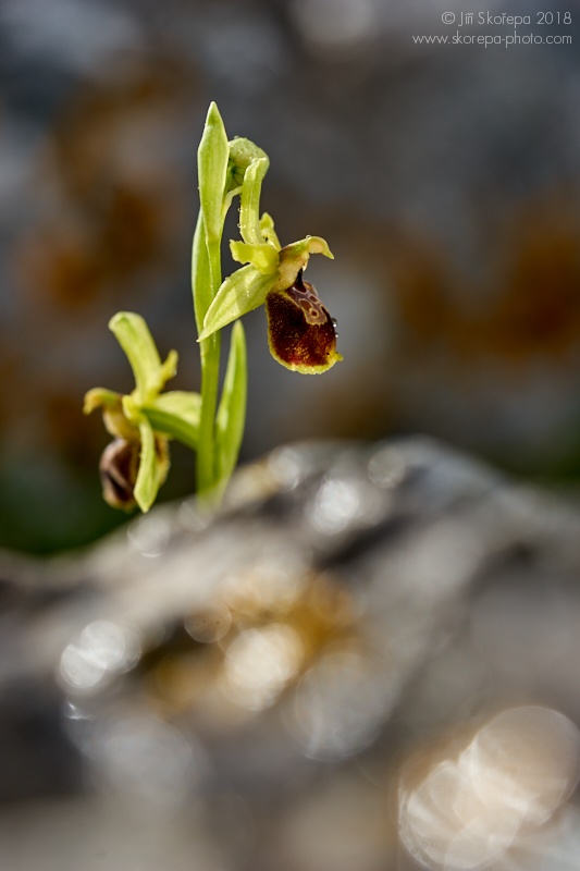 Tořič (Ophrys sp.) - Monte Sacro, Gargáno, Itálie